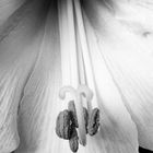 Amaryllis (Amaryllidaceae)