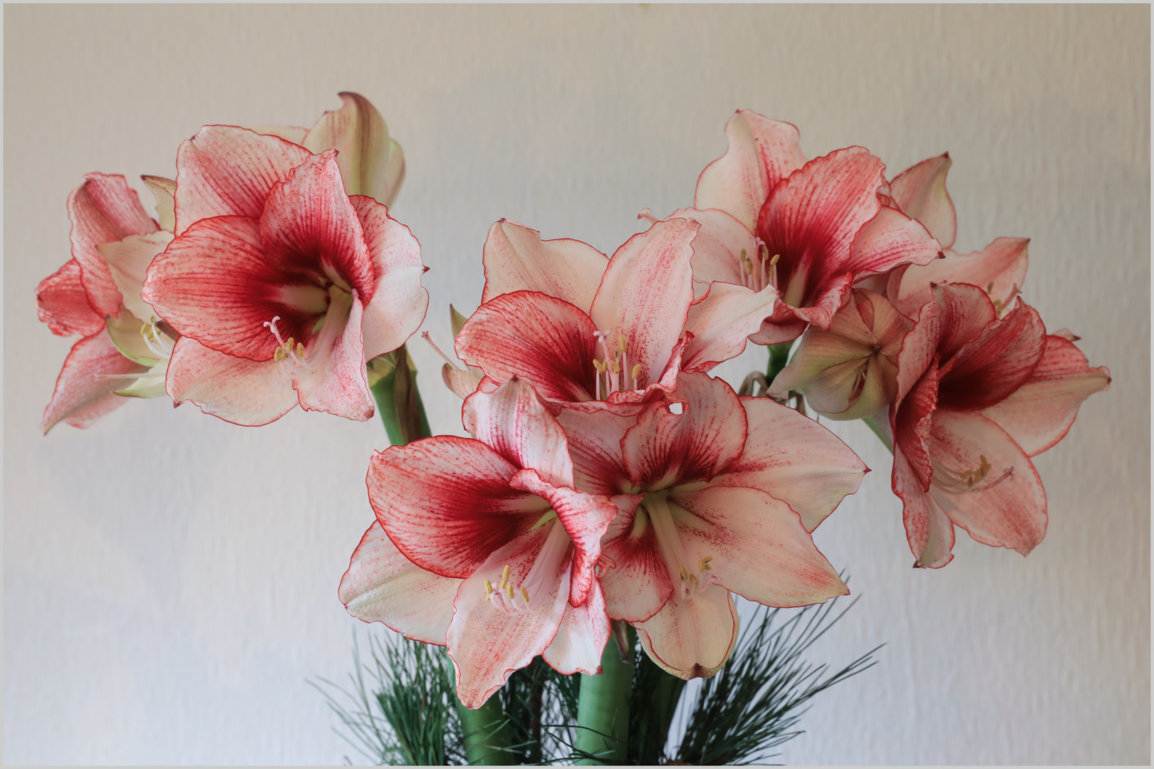 Amaryllis  - Amaryllidaceae -  .....