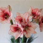 Amaryllis  - Amaryllidaceae -  .....