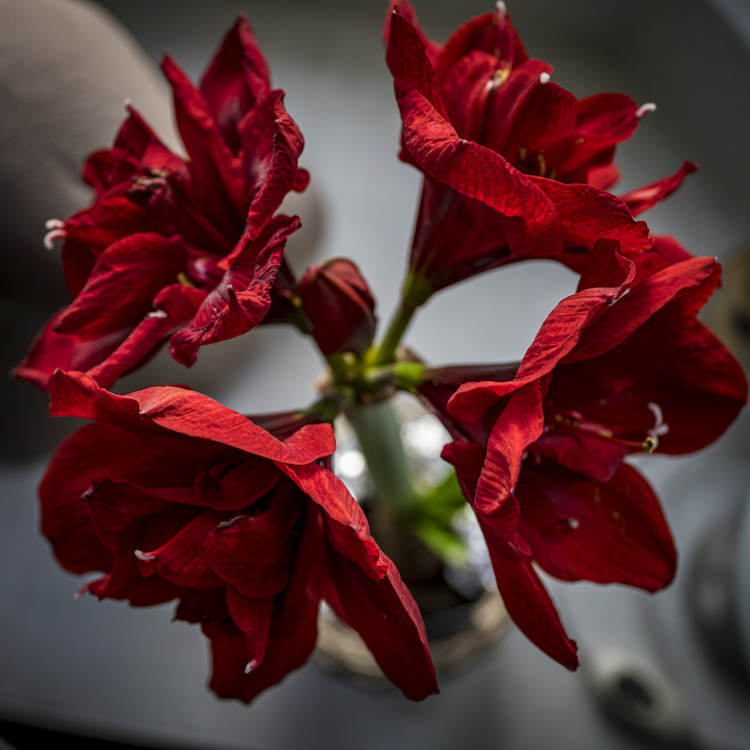 Amaryllis an Weihnachten-2877