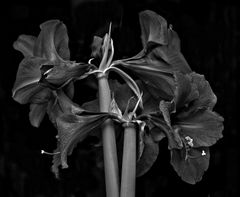 Amaryllis anders