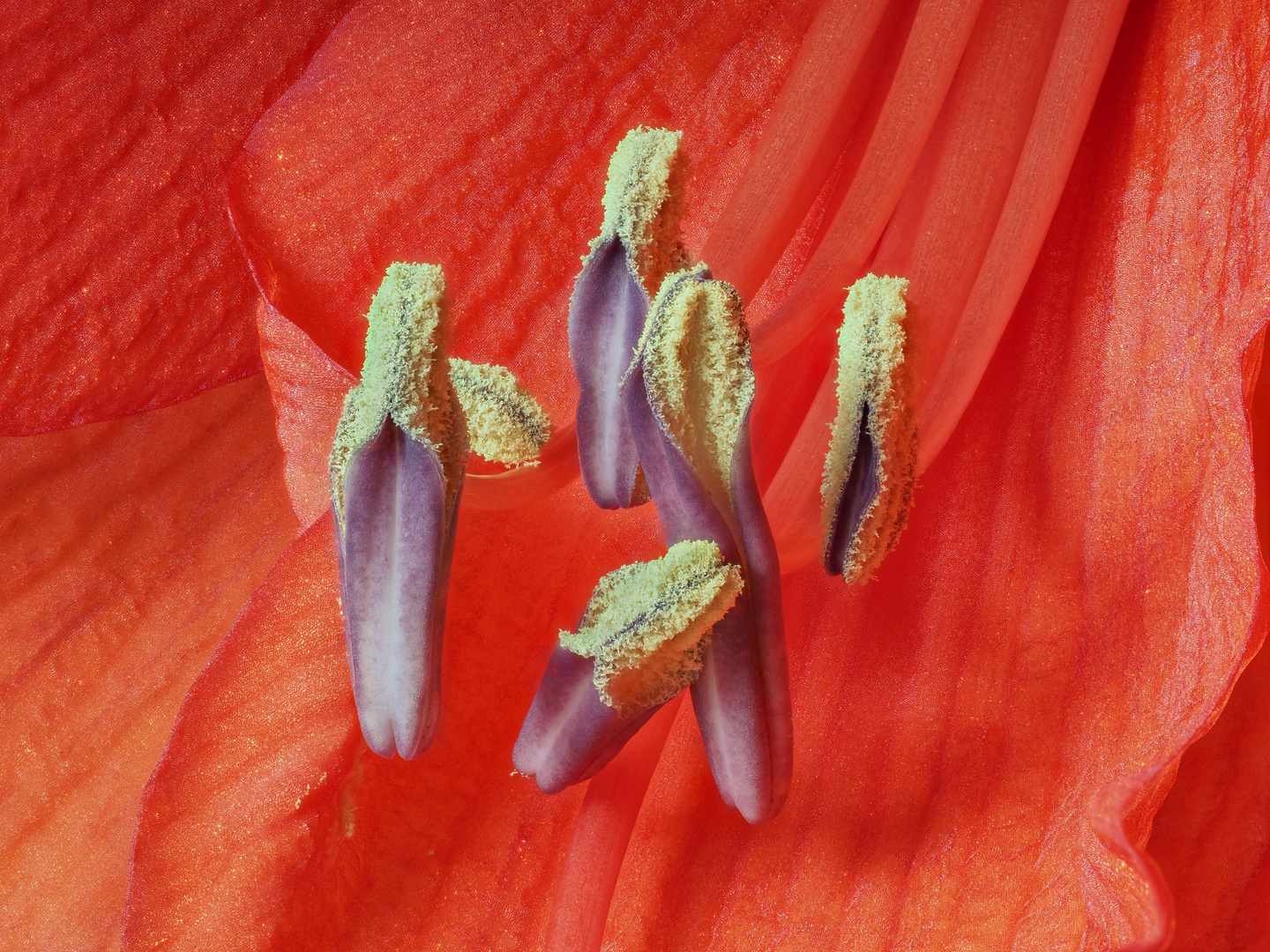 Amaryllis Anthere