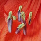 Amaryllis Anthere