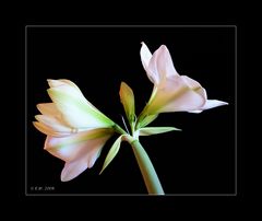 *Amaryllis Arctic White*