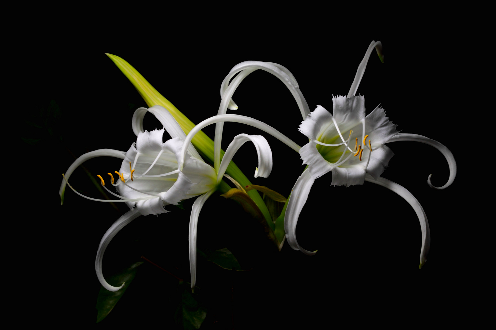 Amaryllis at night