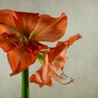   Amaryllis auch Ritterstern genannt.