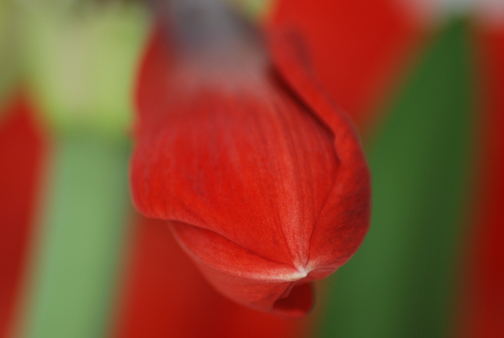 Amaryllis, auf den Punkt gebracht