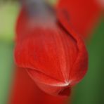 Amaryllis, auf den Punkt gebracht