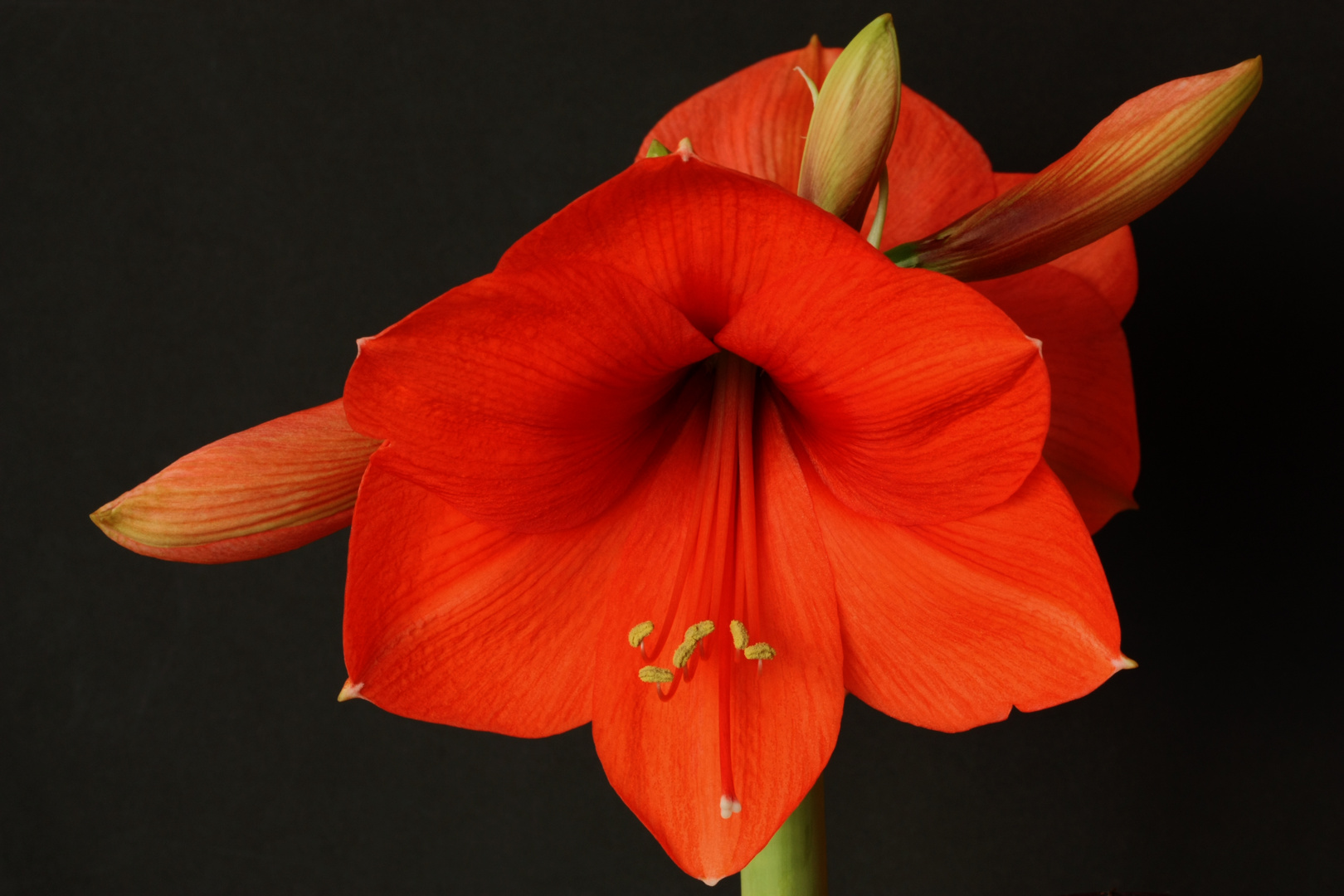 Amaryllis auf der Fensterbank