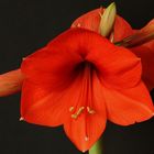 Amaryllis auf der Fensterbank