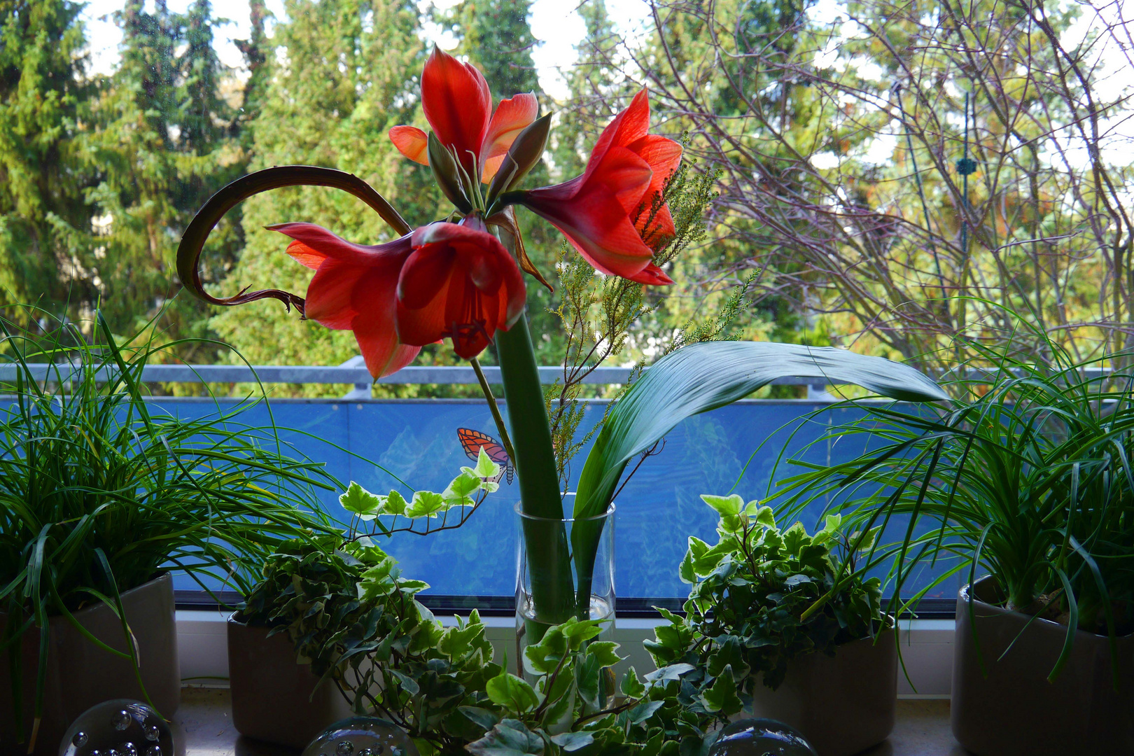 Amaryllis auf der Fensterbank.