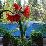 Amaryllis auf der Fensterbank.