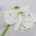 Amaryllis auf Schnee