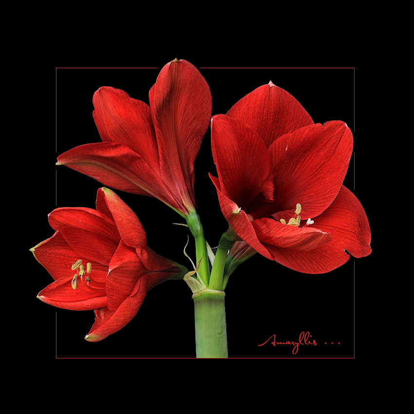 AMARYLLIS AUF SCHWARZ