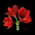 AMARYLLIS AUF SCHWARZ