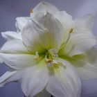 Amaryllis aus Holland