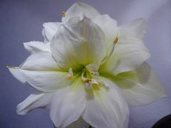 Amaryllis aus Holland