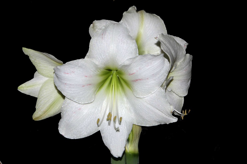 AMARYLLIS AUSGESCHNITTEN