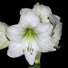 AMARYLLIS AUSGESCHNITTEN