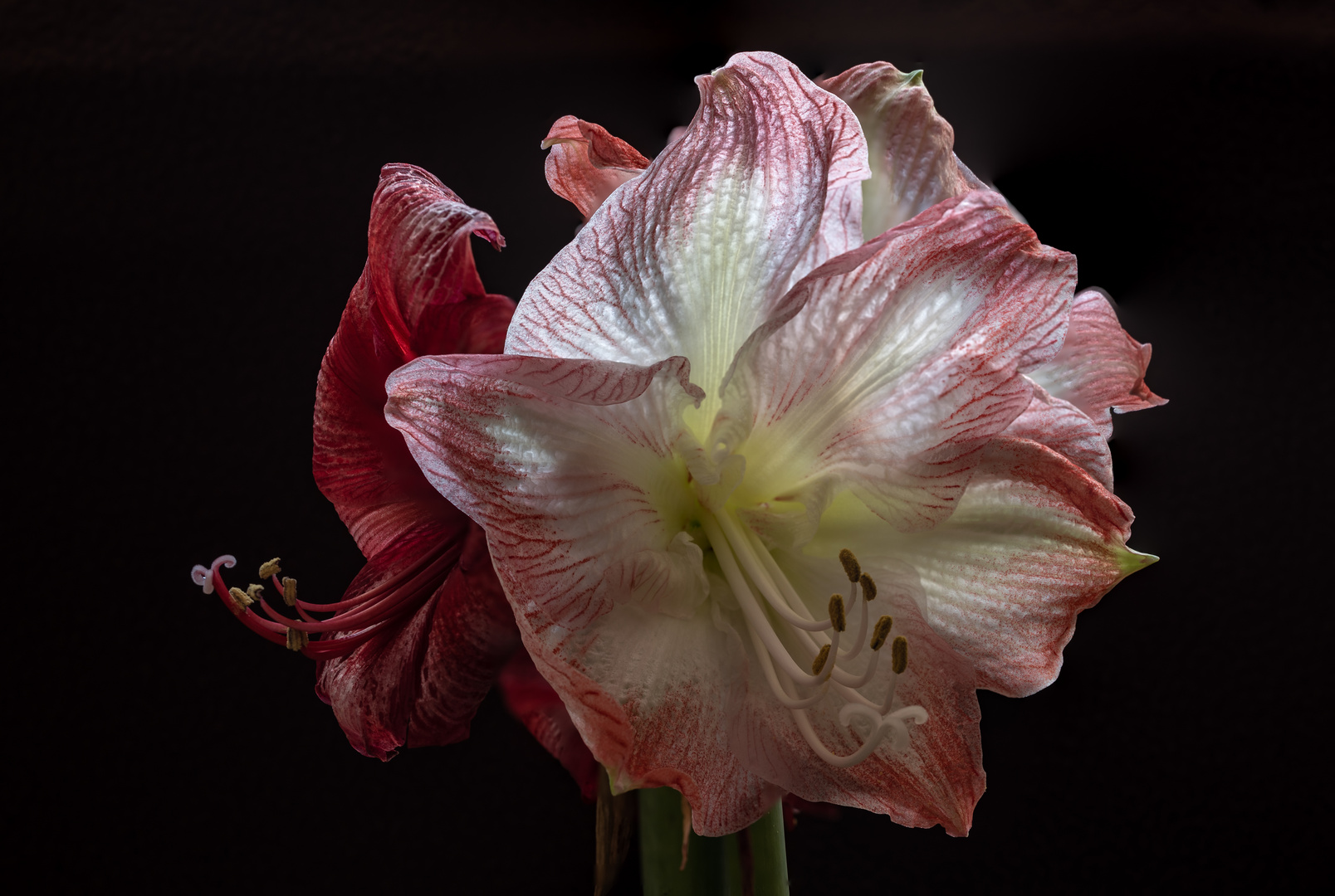 Amaryllis