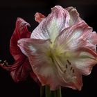 Amaryllis