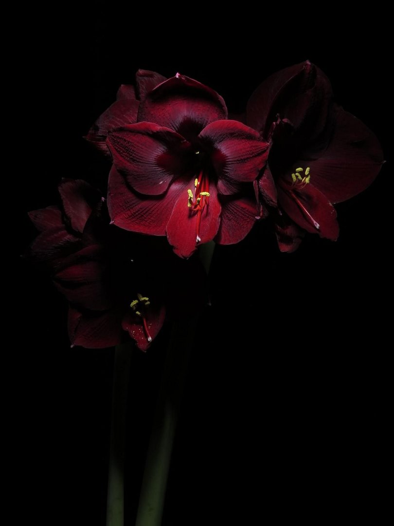 Amaryllis