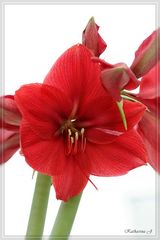 Amaryllis