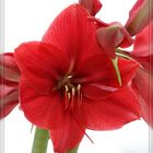 Amaryllis