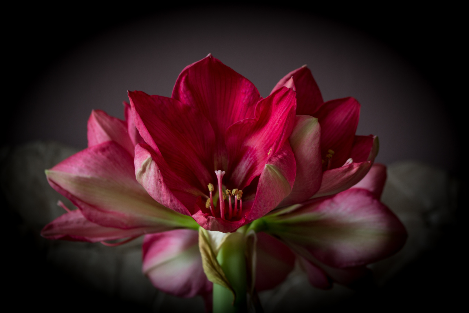 Amaryllis