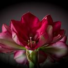 Amaryllis