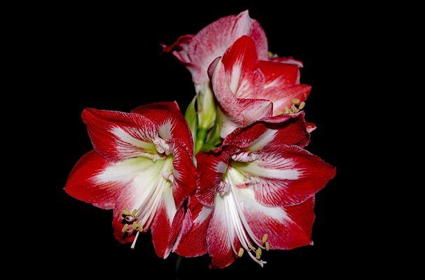 Amaryllis 