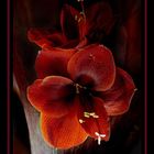 Amaryllis