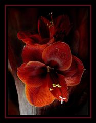 Amaryllis