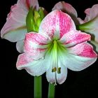 Amaryllis