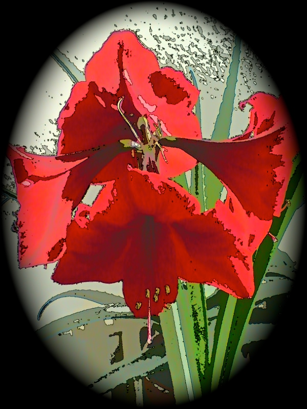 Amaryllis