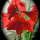 Amaryllis