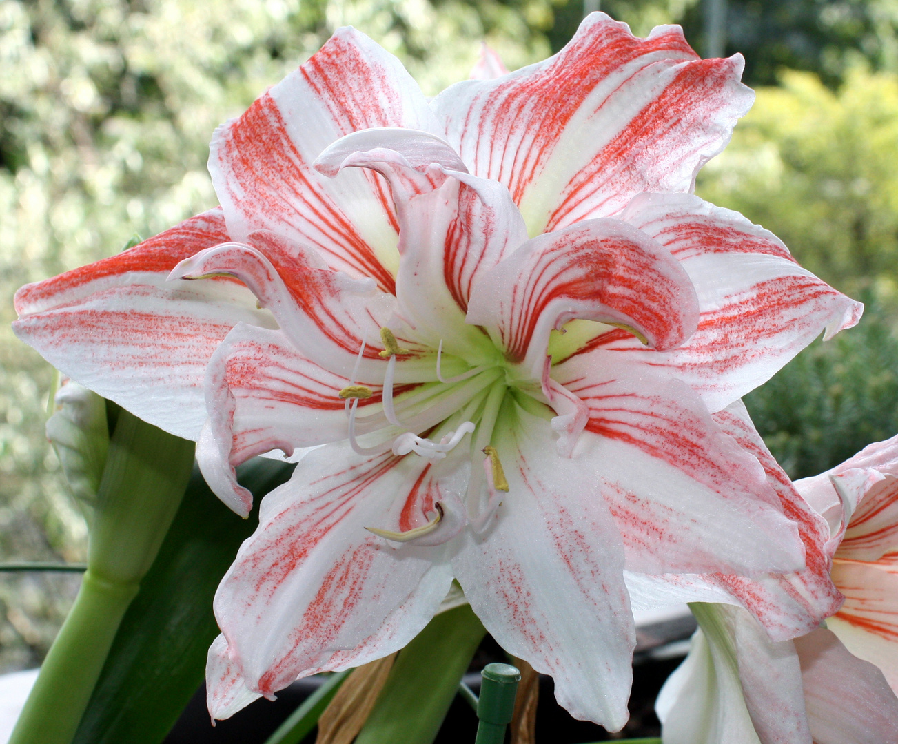 Amaryllis Foto & Bild naturkreativ, natur Bilder auf