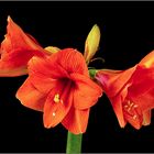 Amaryllis