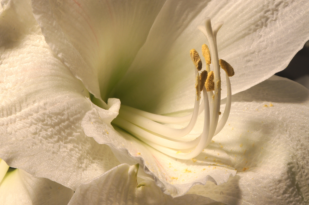 Amaryllis