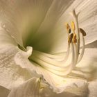 Amaryllis