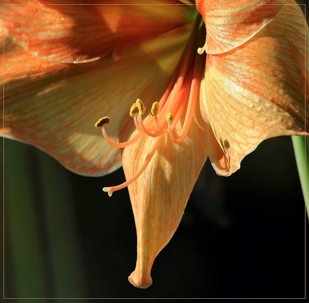 Amaryllis