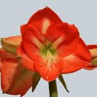 Amaryllis