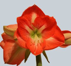 Amaryllis