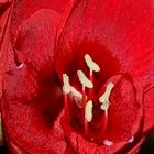 Amaryllis