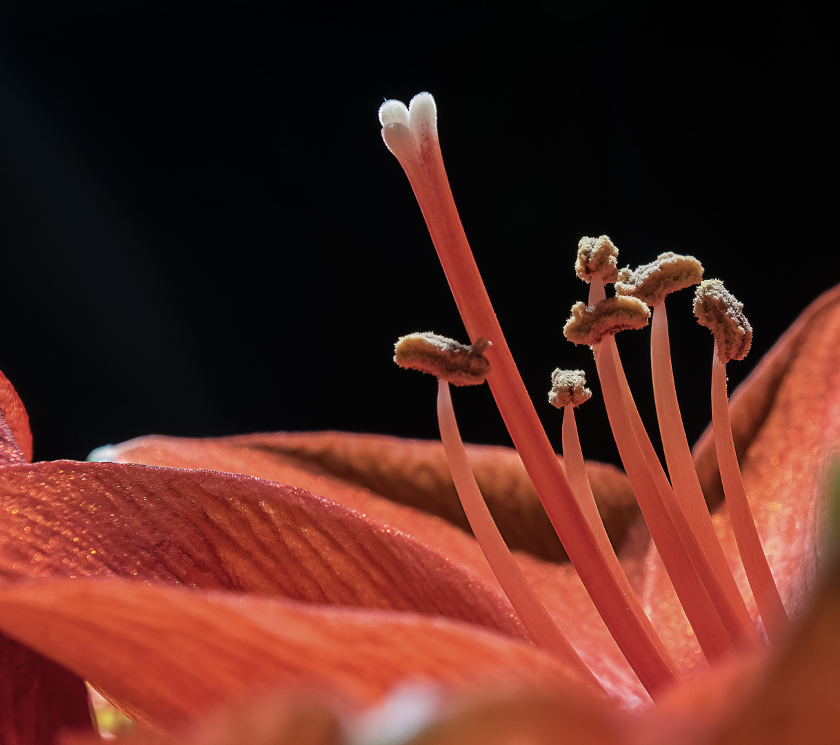 Amaryllis