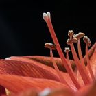 Amaryllis