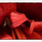 Amaryllis