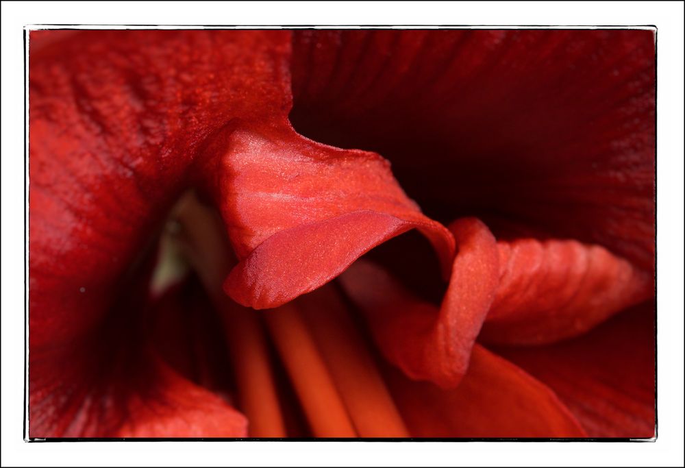 Amaryllis