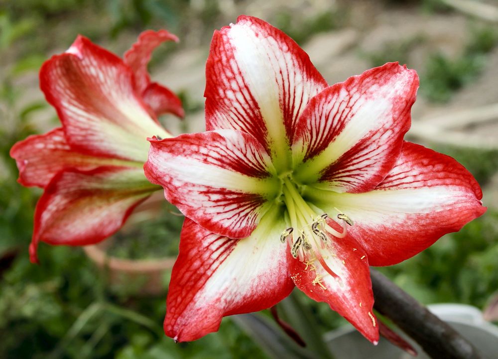 Amaryllis