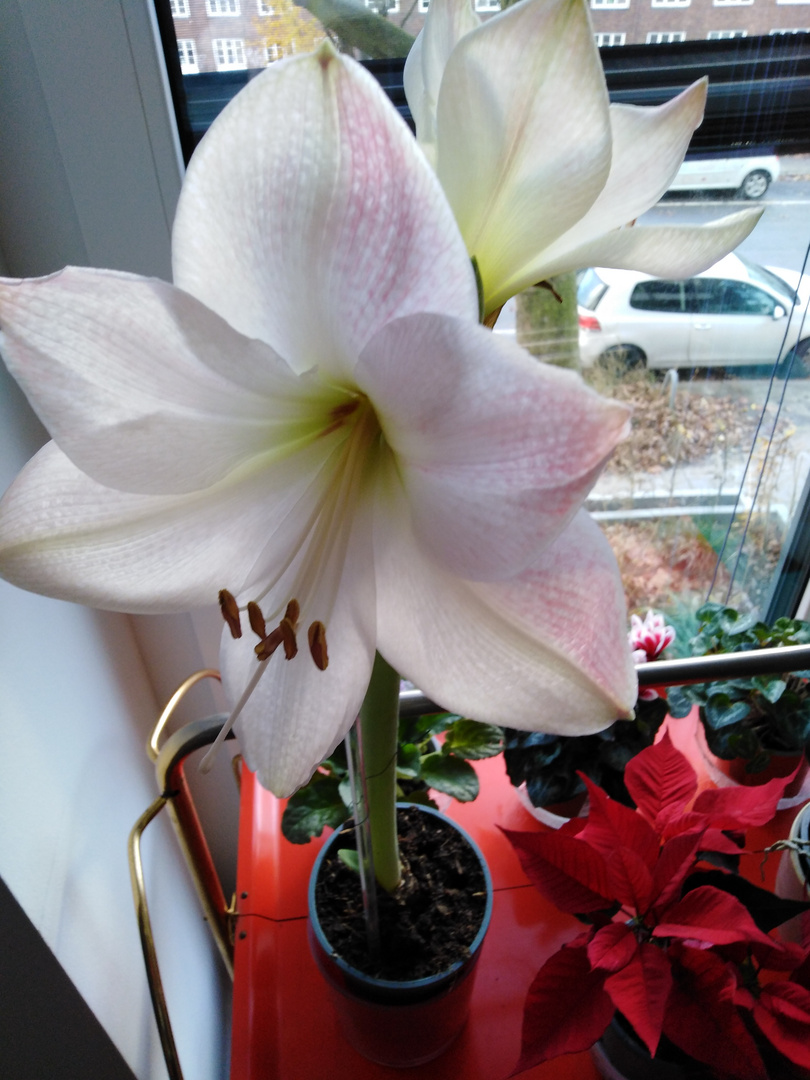 Amaryllis